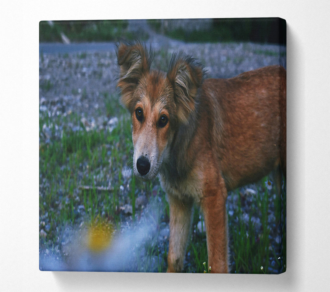  A Canvas Print of Golden Furred Wanderer Canvas Art