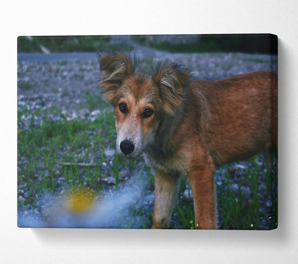  A Canvas Print of Golden Furred Wanderer Canvas Art