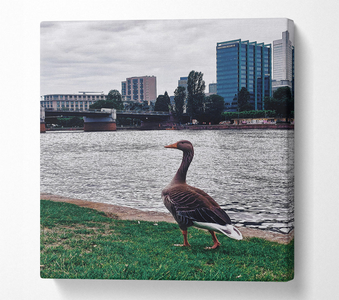  A Canvas Print of Blue Goose By The River Canvas Wall Art