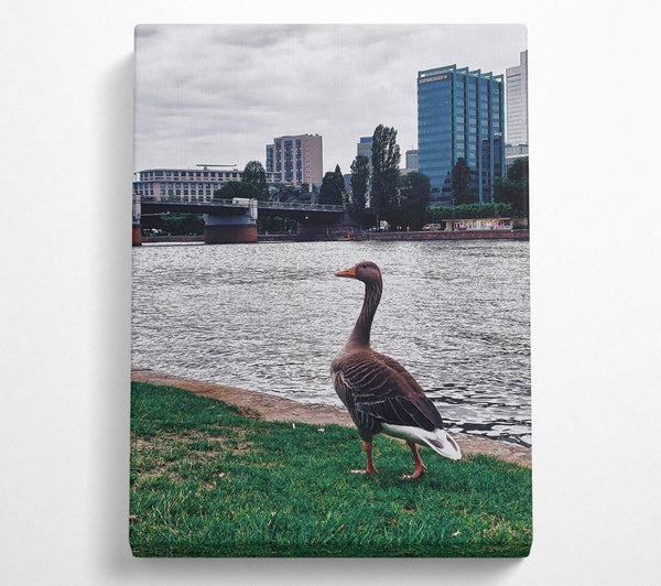  A Canvas Print of Blue Goose By The River Canvas Wall Art