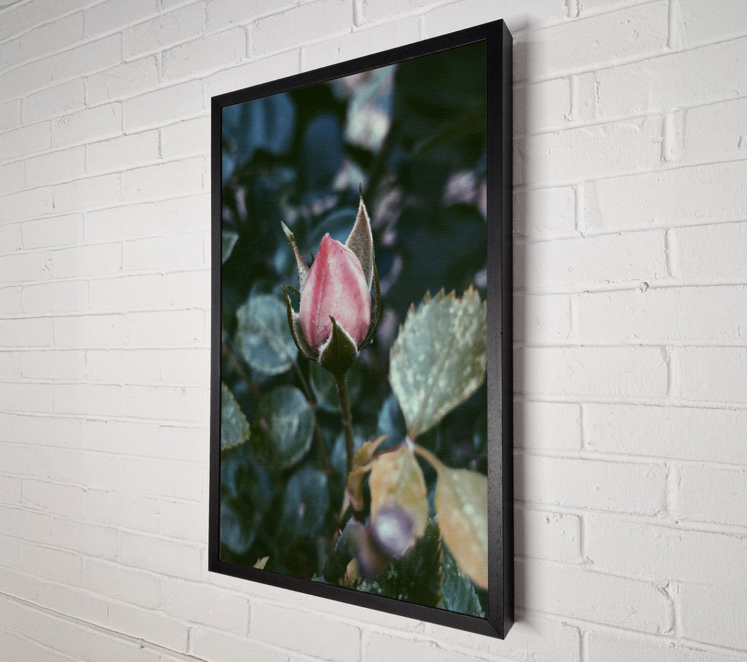  A Canvas Print of Pink Bud'S Promise Canvas Art