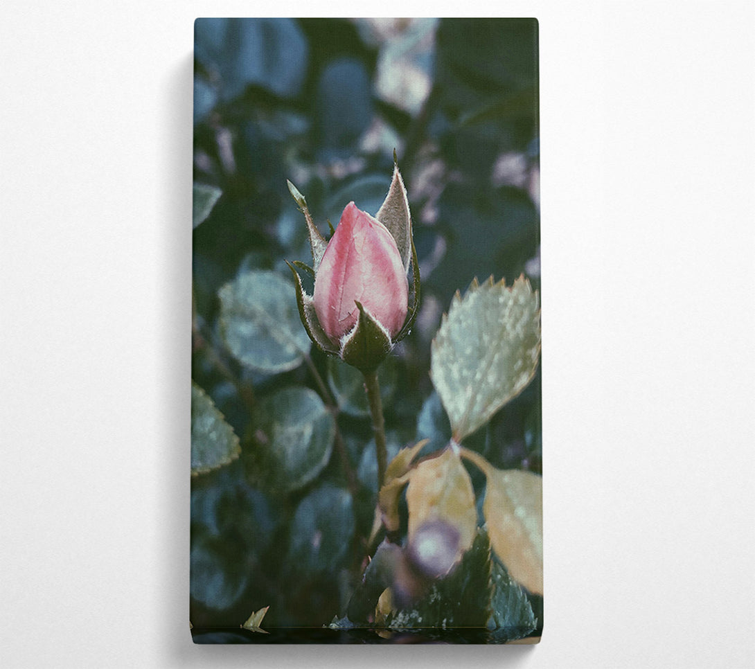  A Canvas Print of Pink Bud'S Promise Canvas Art