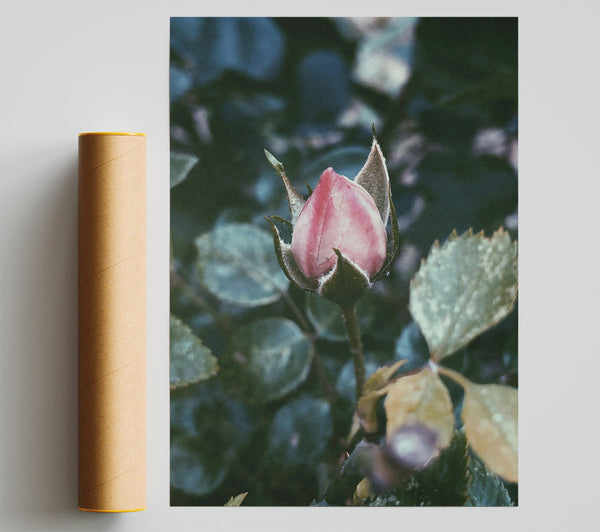 Pink Bud'S Promise Giclee Print