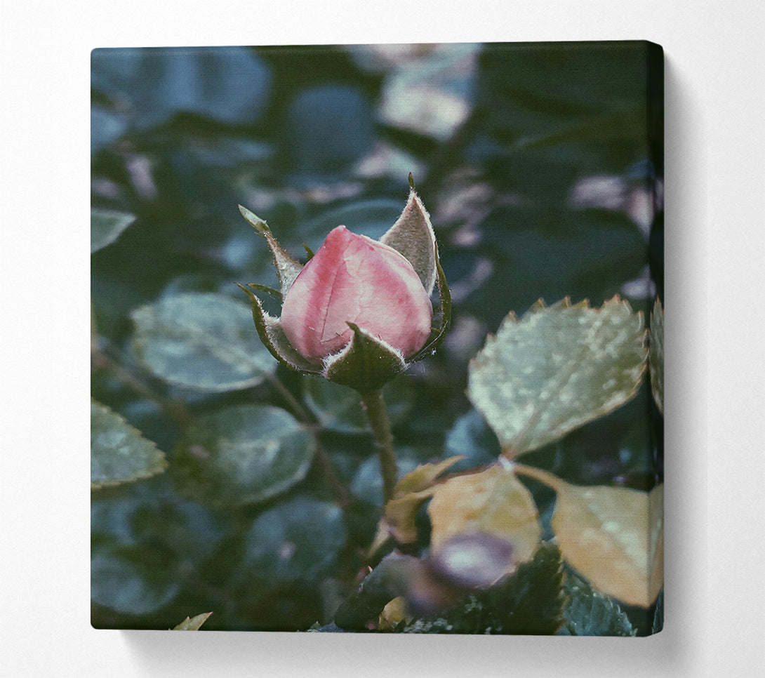  A Canvas Print of Pink Bud'S Promise Canvas Art