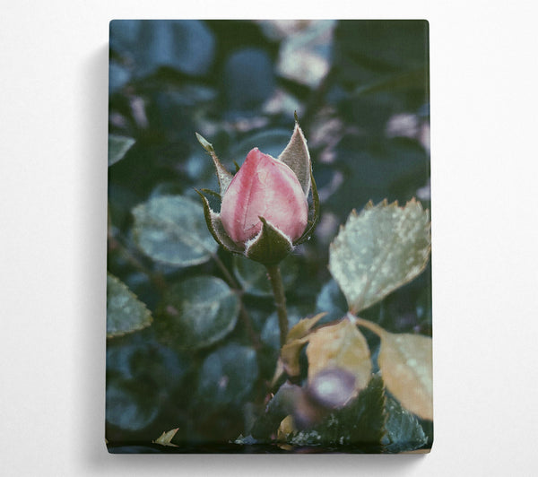  A Canvas Print of Pink Bud'S Promise Canvas Art