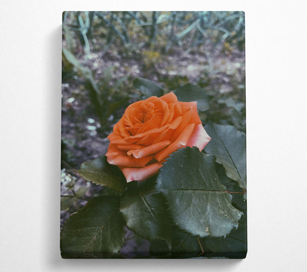  A Canvas Print of Peach Rose Bloom Canvas Wall Art