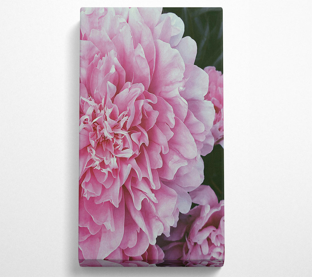 A Canvas Print of Blushing Pink Peony Bloom Canvas Art