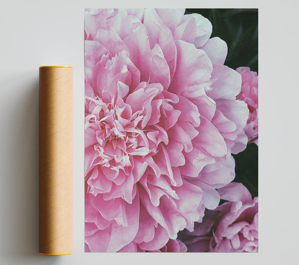 Blushing Pink Peony Bloom Print