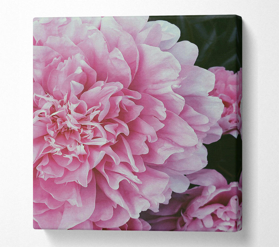  A Canvas Print of Blushing Pink Peony Bloom Canvas Art