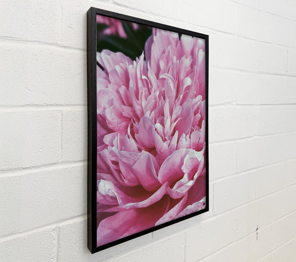 Soft Pink Peony Bloom