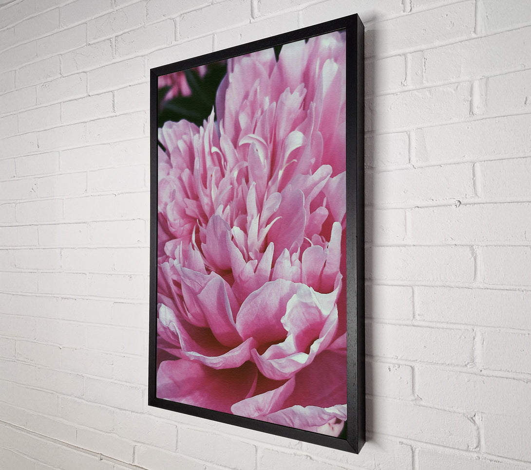  A Canvas Print of Soft Pink Peony Bloom Canvas Print