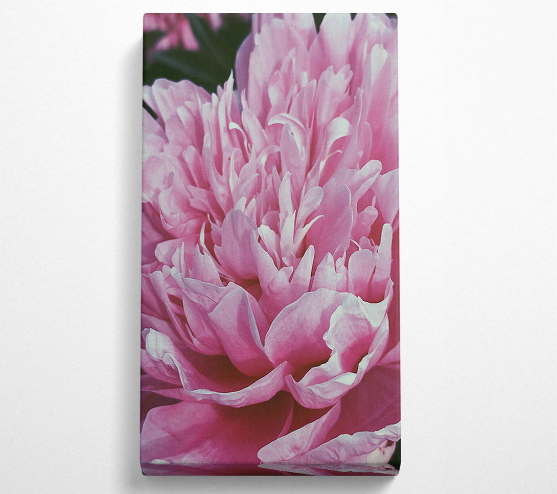  A Canvas Print of Soft Pink Peony Bloom Canvas Print