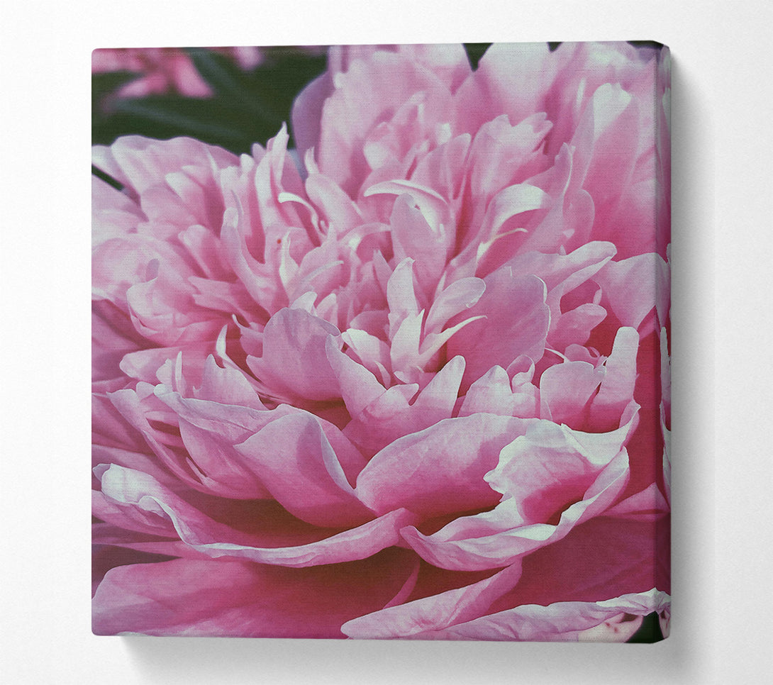  A Canvas Print of Soft Pink Peony Bloom Canvas Print