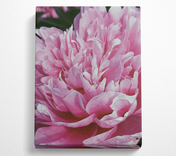  A Canvas Print of Soft Pink Peony Bloom Canvas Print