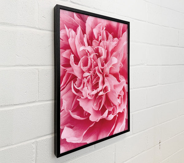 Pink Peony Embrace