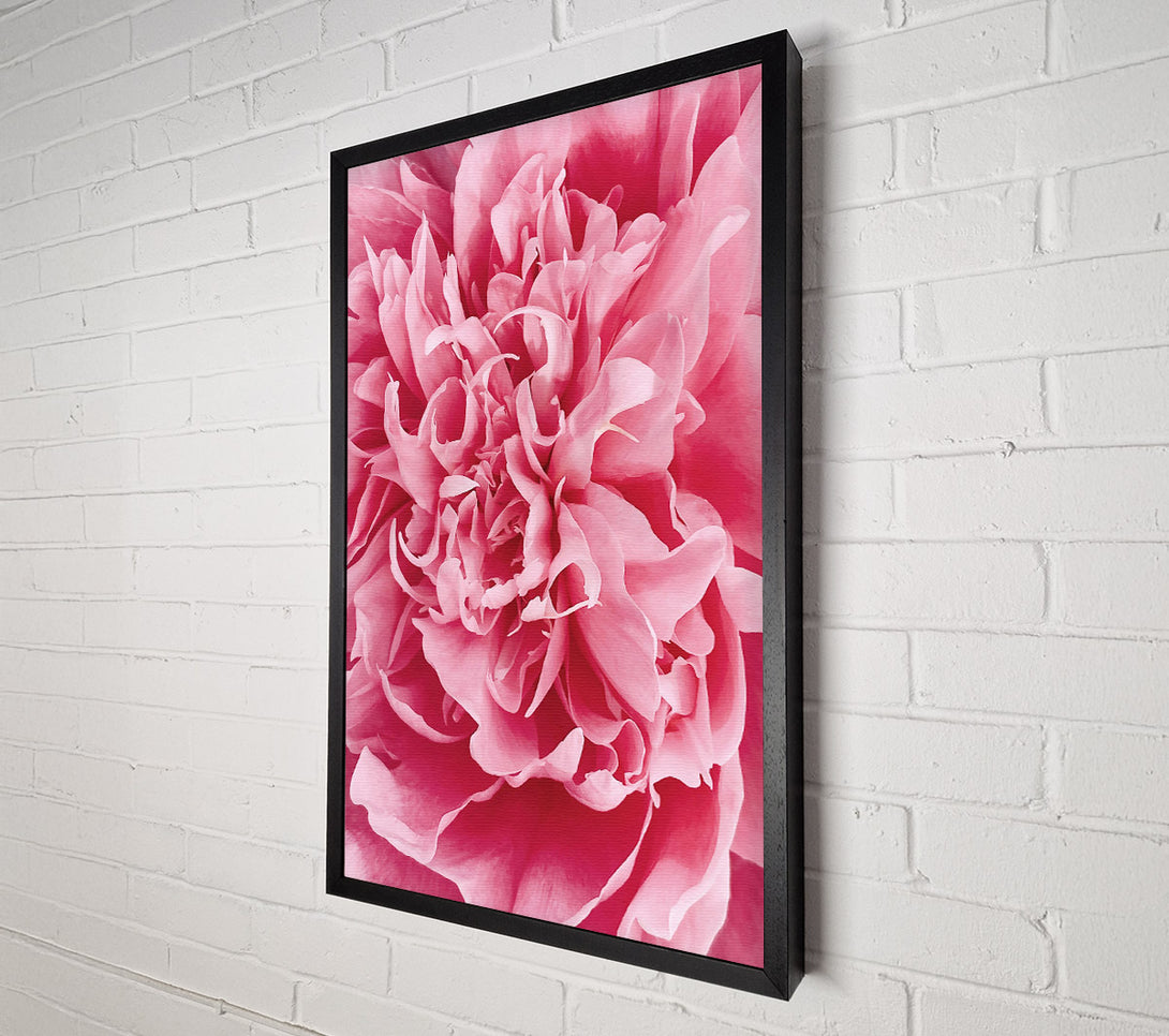  A Canvas Print of Pink Peony Embrace Canvas Wall Art