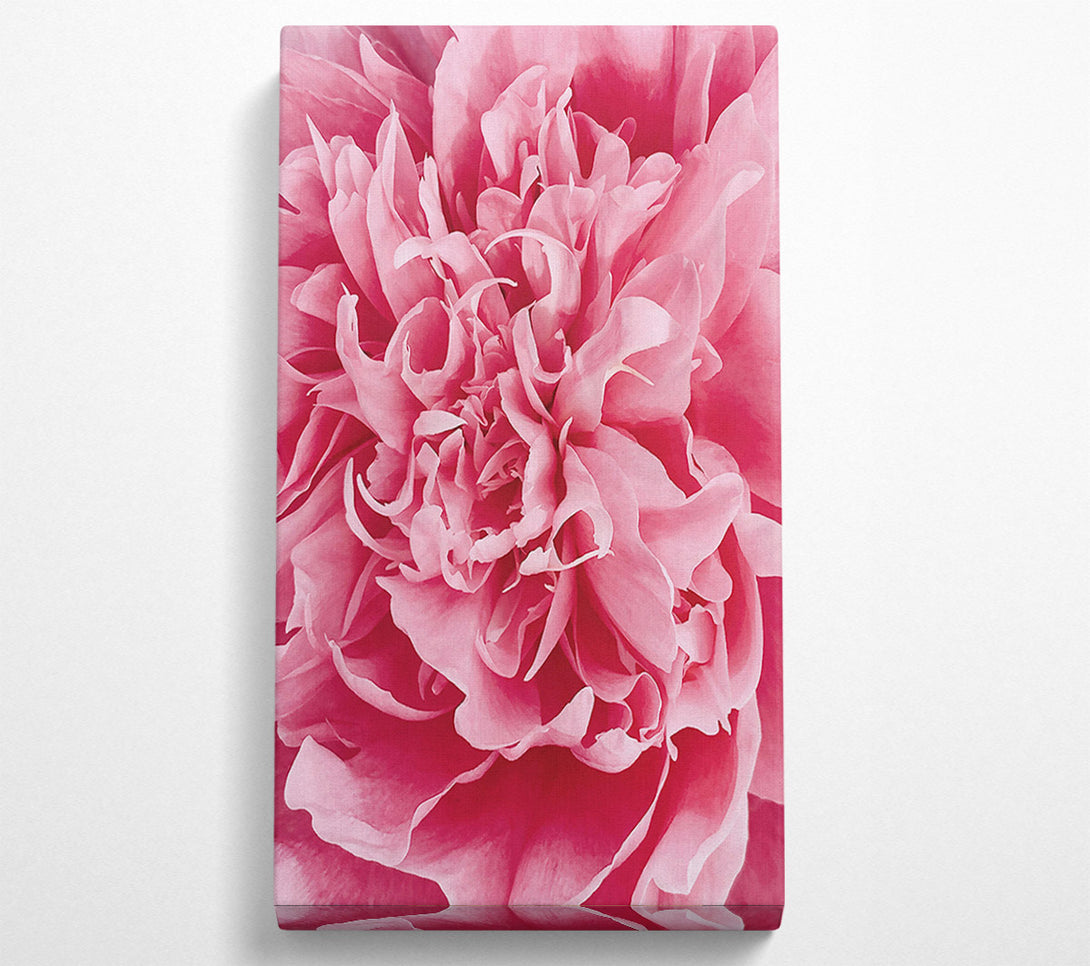  A Canvas Print of Pink Peony Embrace Canvas Wall Art