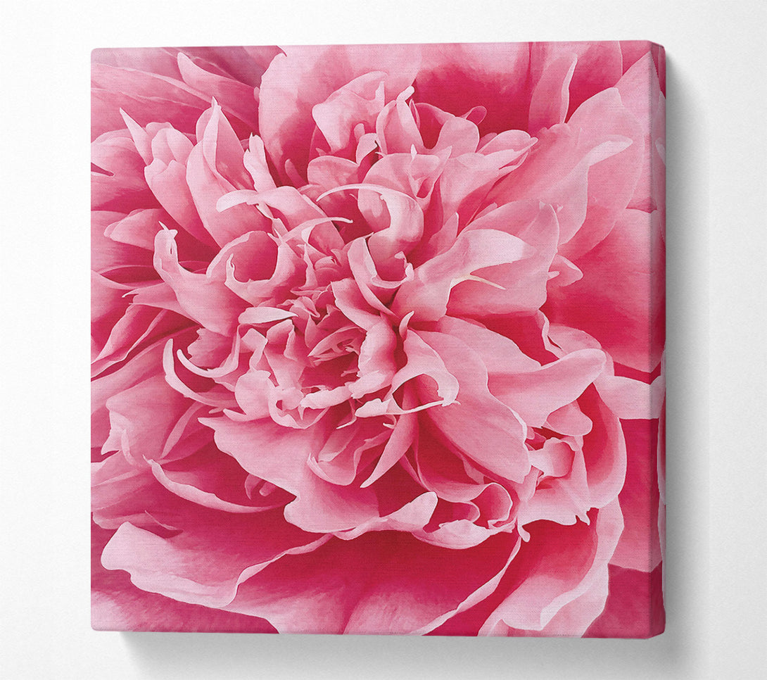  A Canvas Print of Pink Peony Embrace Canvas Wall Art