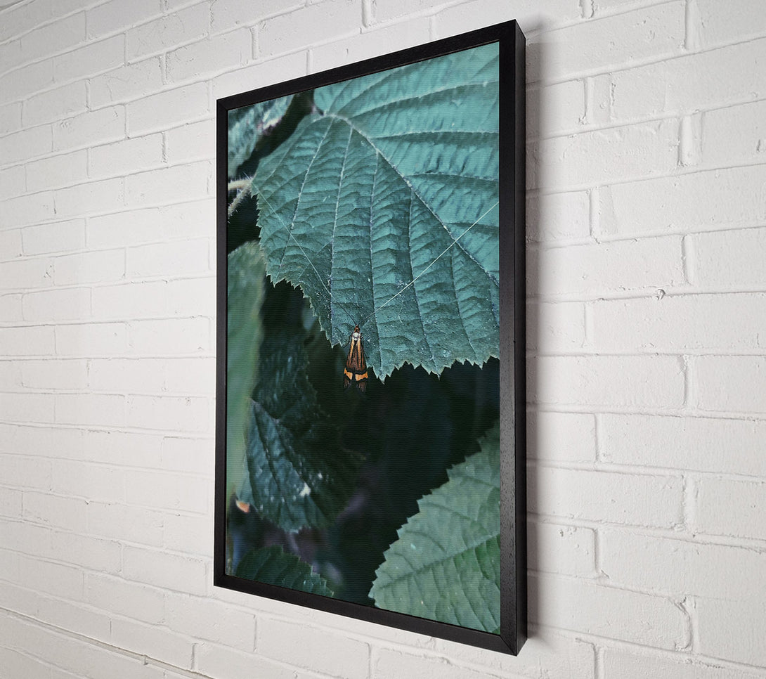  A Canvas Print of Emerald Leaf Moth Canvas Art