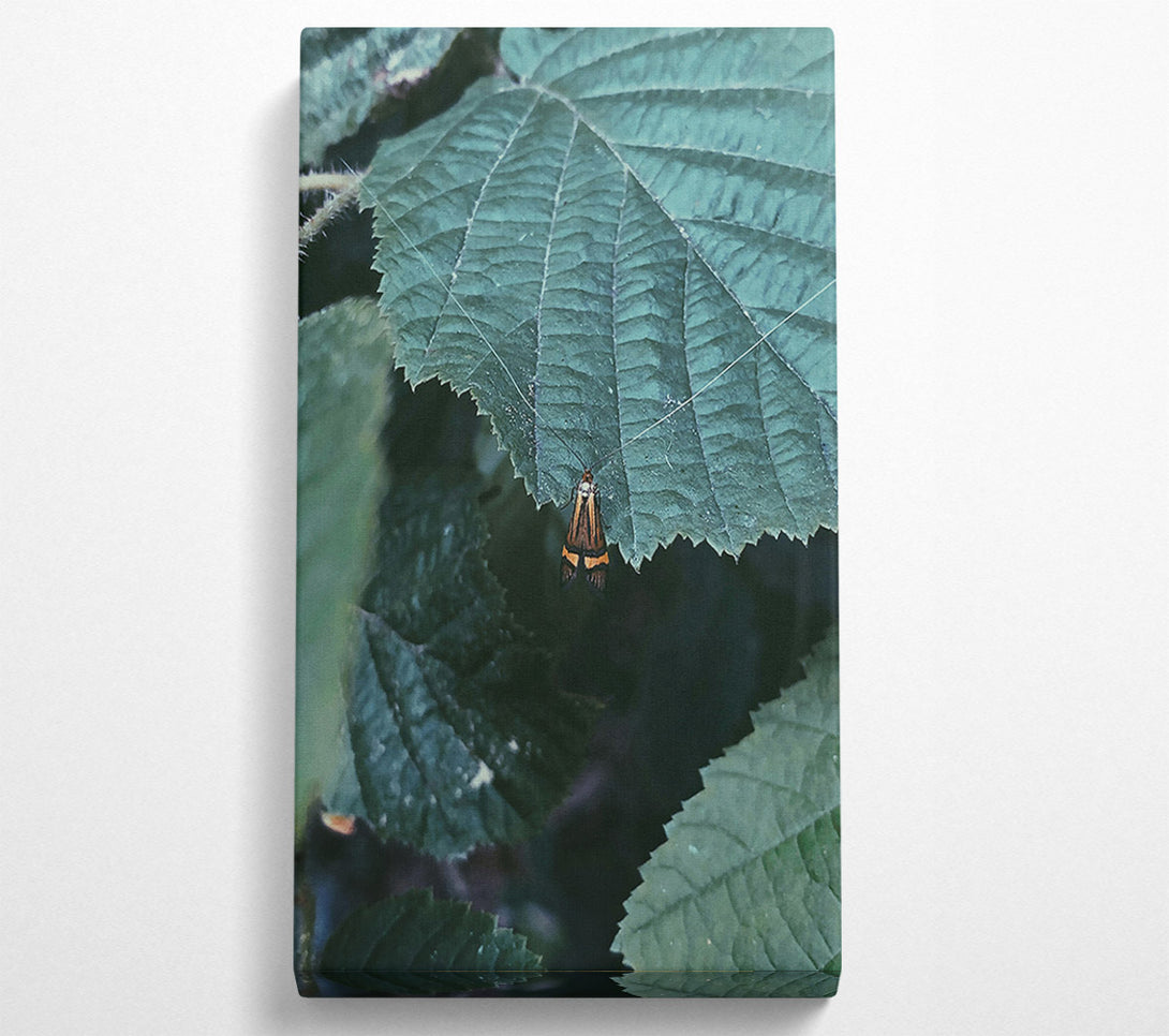  A Canvas Print of Emerald Leaf Moth Canvas Art