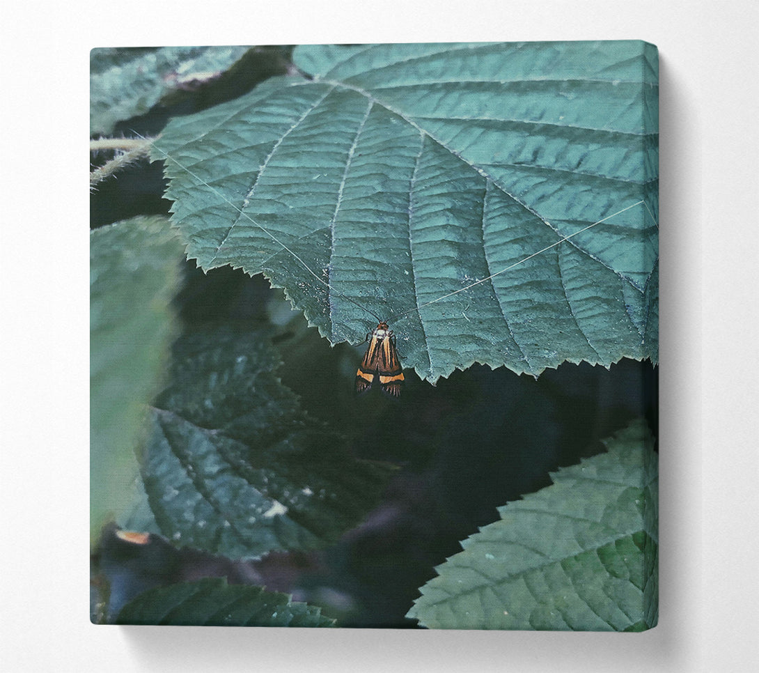  A Canvas Print of Emerald Leaf Moth Canvas Art