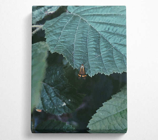  A Canvas Print of Emerald Leaf Moth Canvas Art