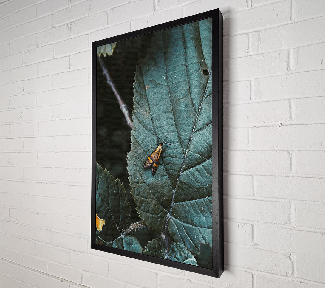  A Canvas Print of Teal Leaf Moth Canvas Wall Art