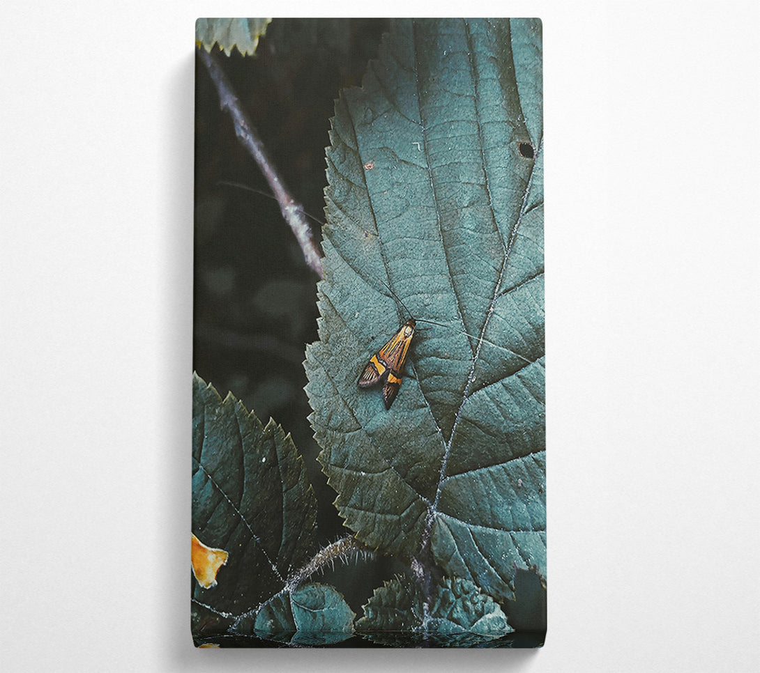  A Canvas Print of Teal Leaf Moth Canvas Wall Art
