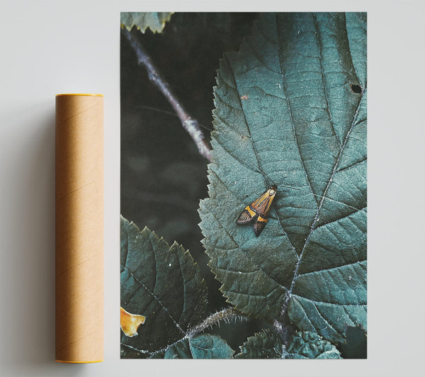 Teal Leaf Moth Poster