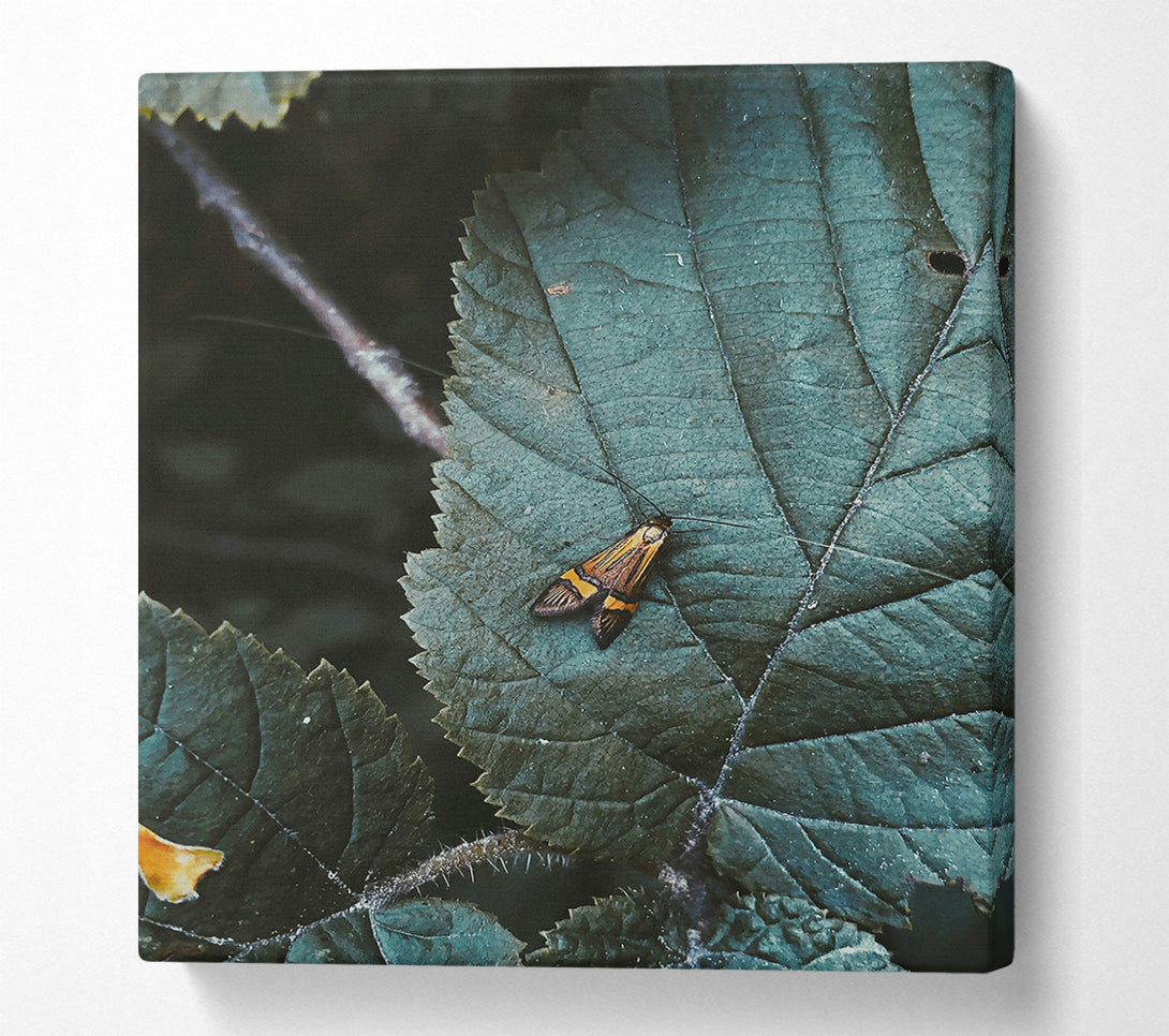  A Canvas Print of Teal Leaf Moth Canvas Wall Art