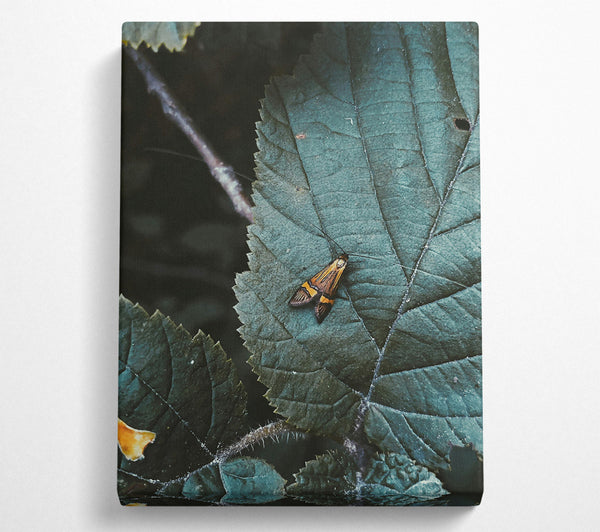  A Canvas Print of Teal Leaf Moth Canvas Wall Art