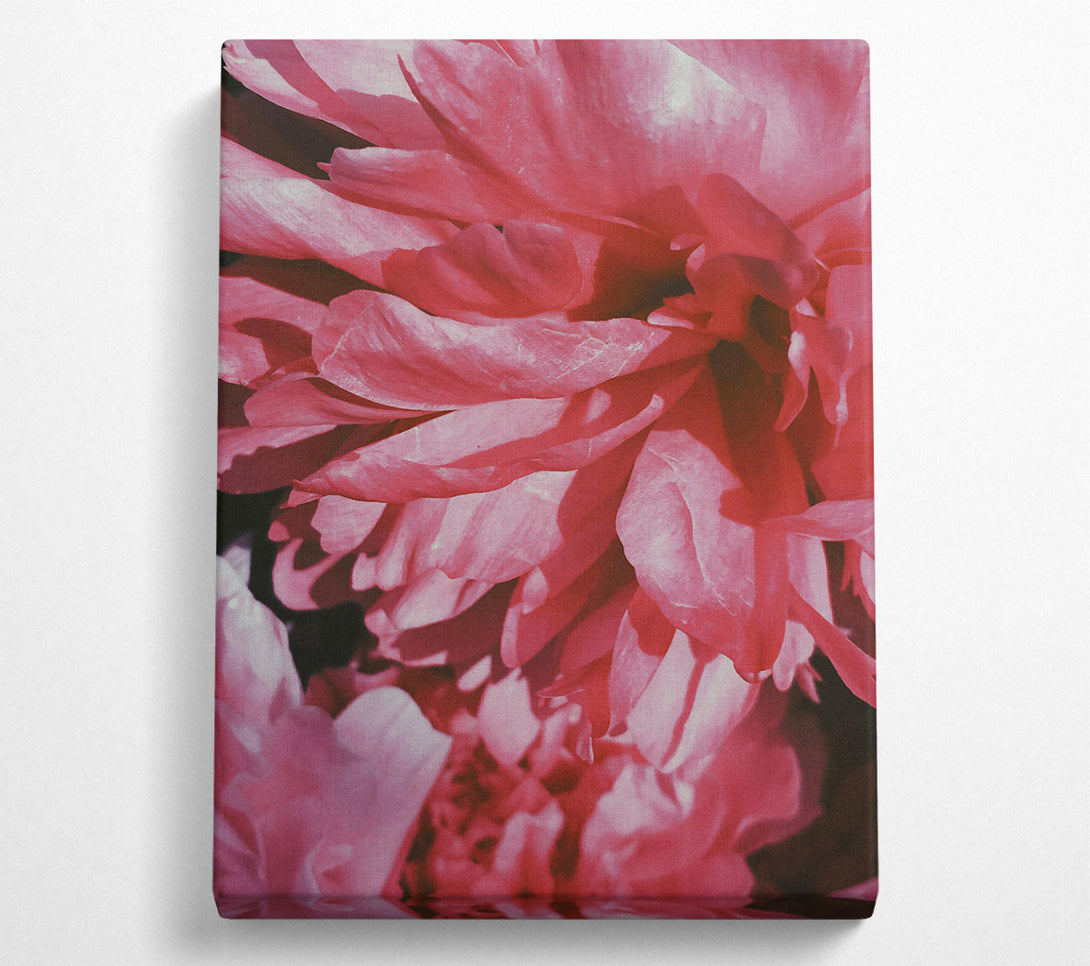  A Canvas Print of Crimson Petal Embrace Canvas Art