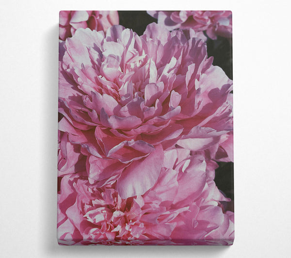  A Canvas Print of Pink Peony Bloom Canvas Print