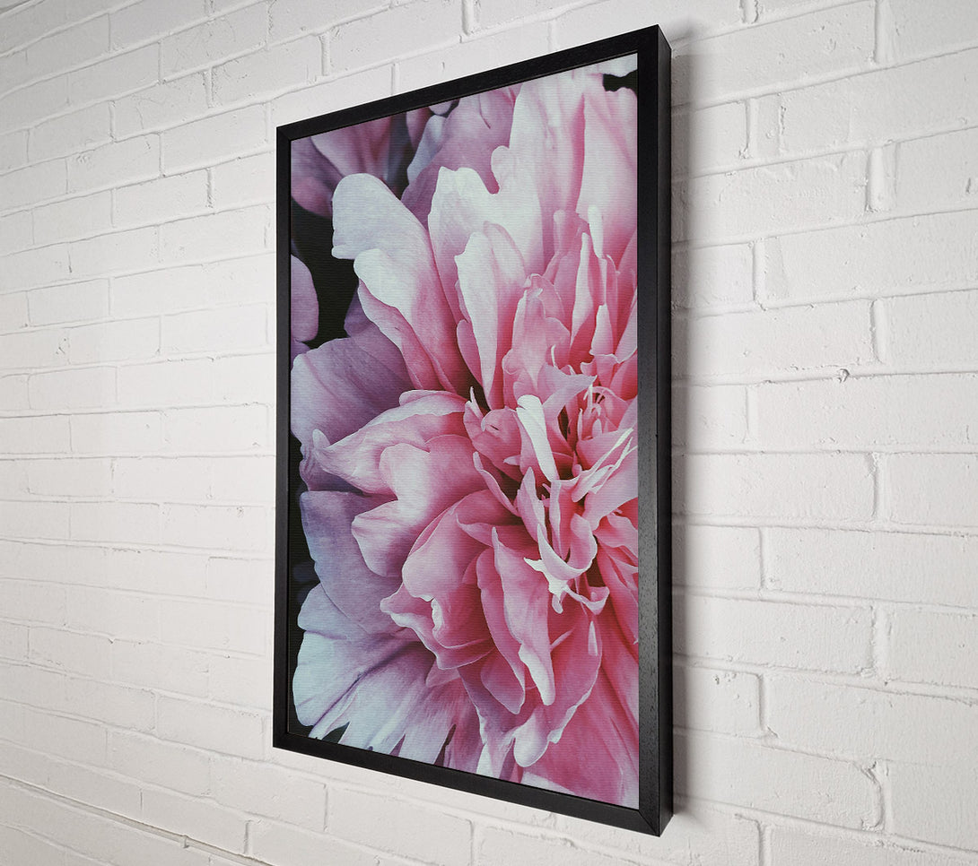  A Canvas Print of Blush Petal Bloom Canvas Print
