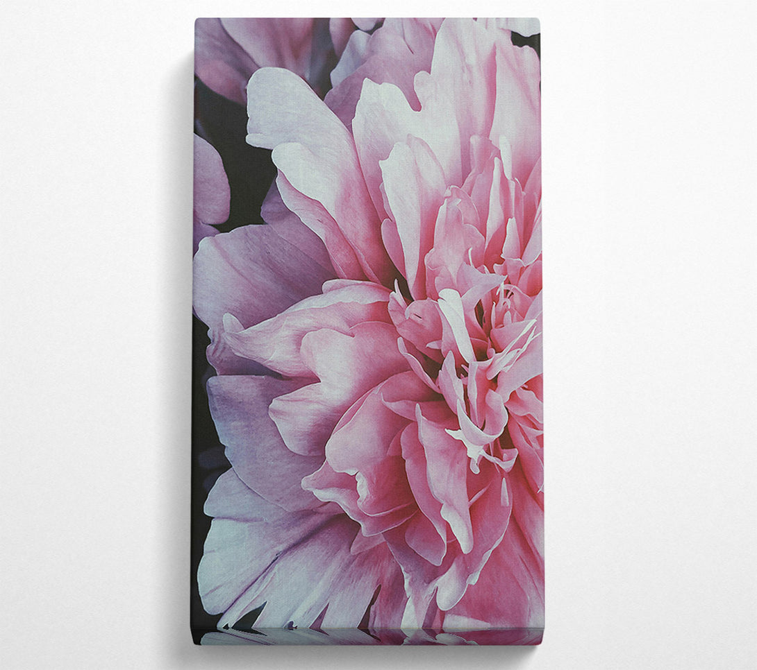  A Canvas Print of Blush Petal Bloom Canvas Print