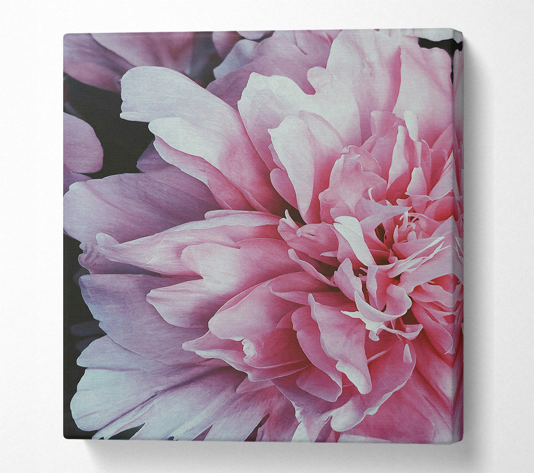  A Canvas Print of Blush Petal Bloom Canvas Print