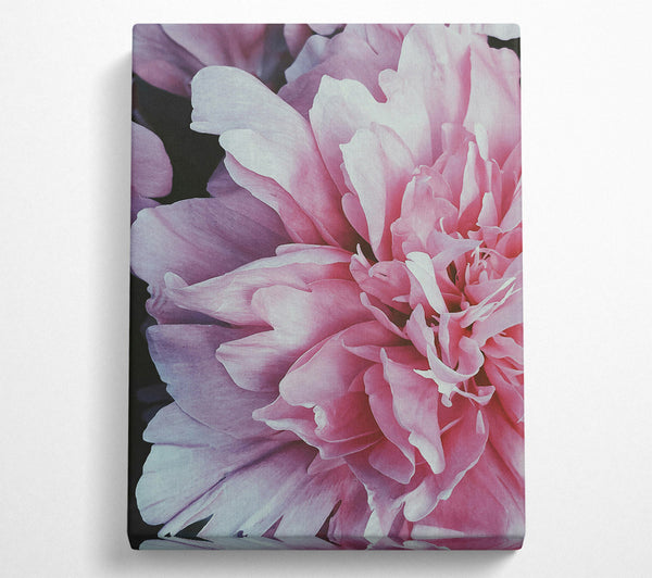 A Canvas Print of Blush Petal Bloom Canvas Print