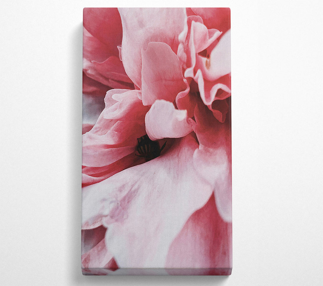  A Canvas Print of Crimson Petal Embrace Canvas Art