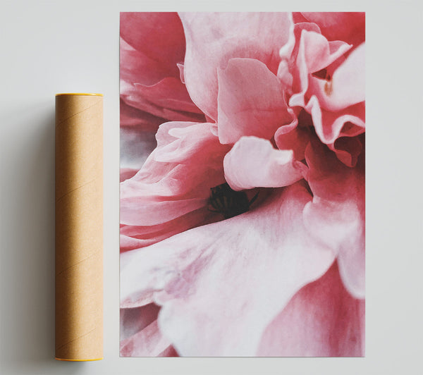Crimson Petal Embrace Print