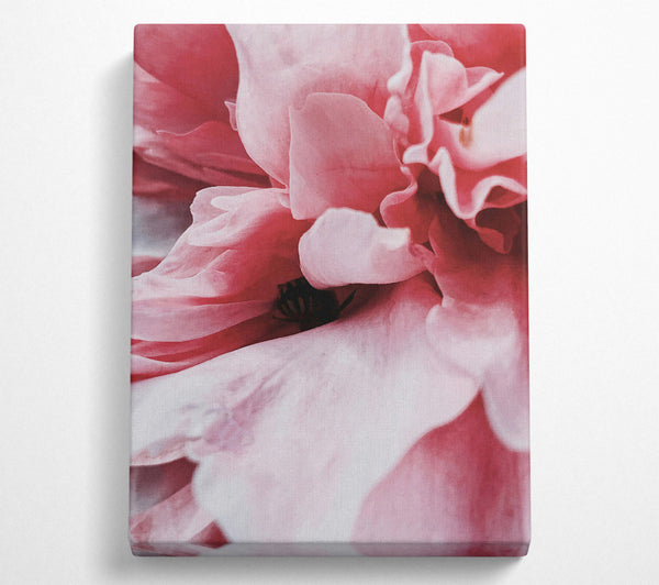  A Canvas Print of Crimson Petal Embrace Canvas Art