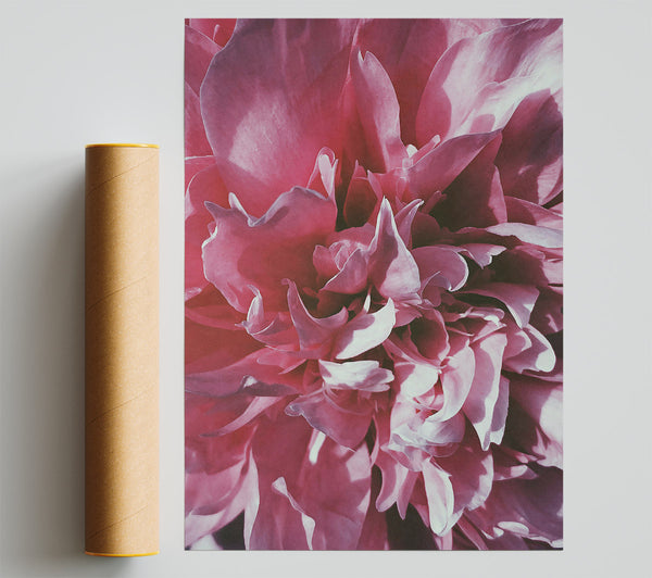 Rose Petal Embrace Print