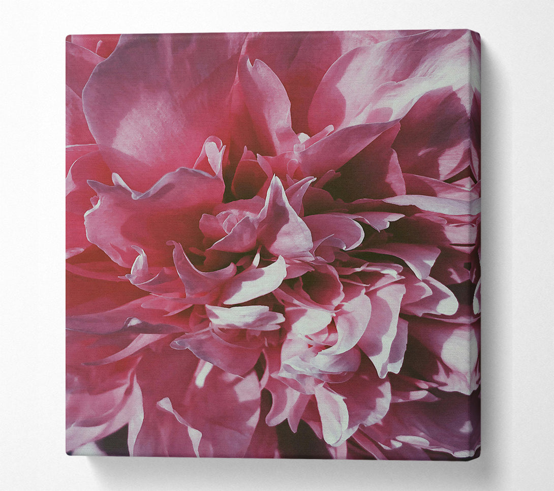  A Canvas Print of Rose Petal Embrace Canvas Wall Art