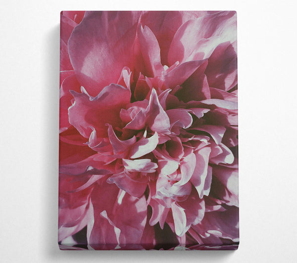  A Canvas Print of Rose Petal Embrace Canvas Wall Art