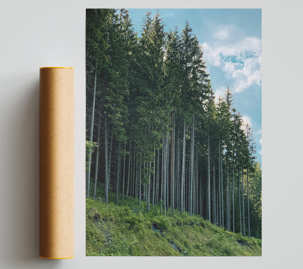 Emerald Forest Line Print