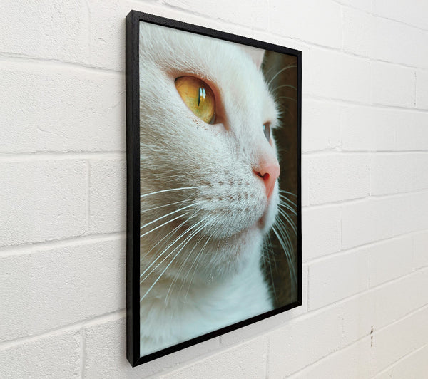 White Cat Focus