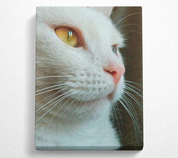 White Cat Focus