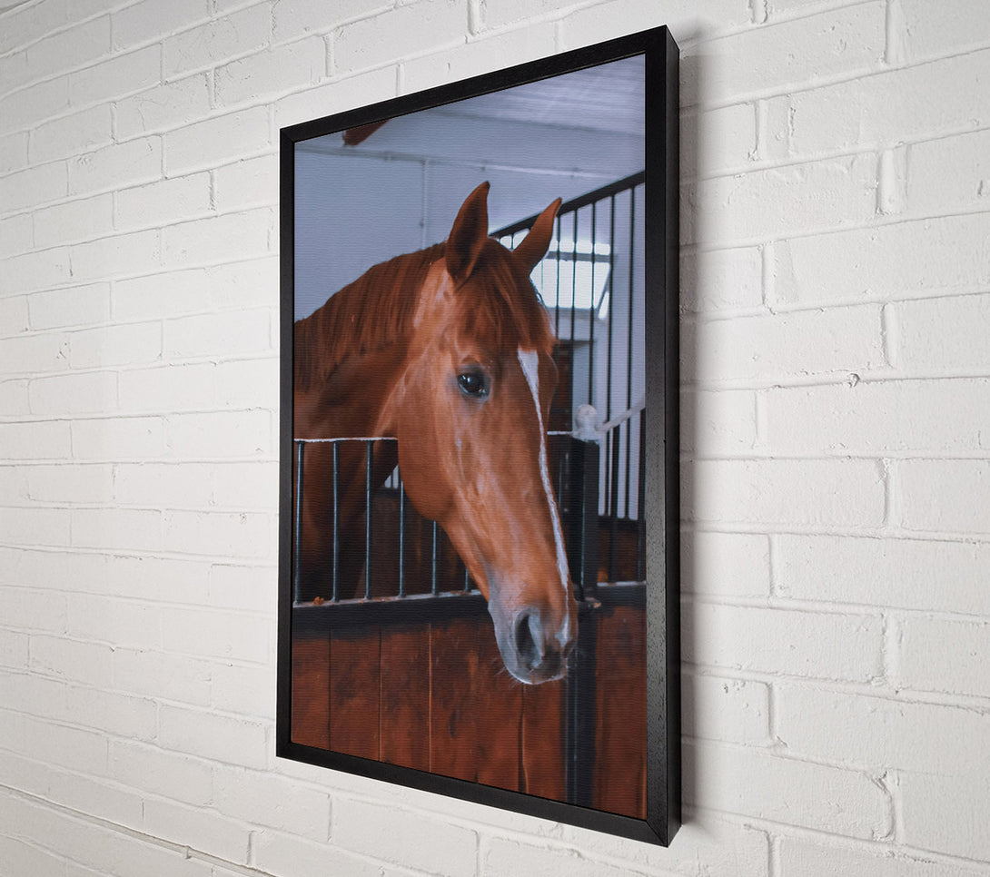  A Canvas Print of Chestnut Horse Stall Canvas Print