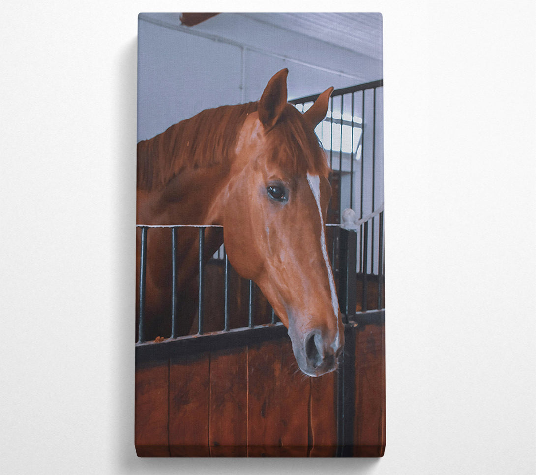  A Canvas Print of Chestnut Horse Stall Canvas Print