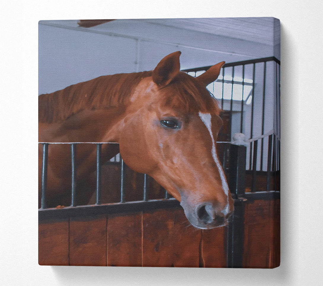  A Canvas Print of Chestnut Horse Stall Canvas Print