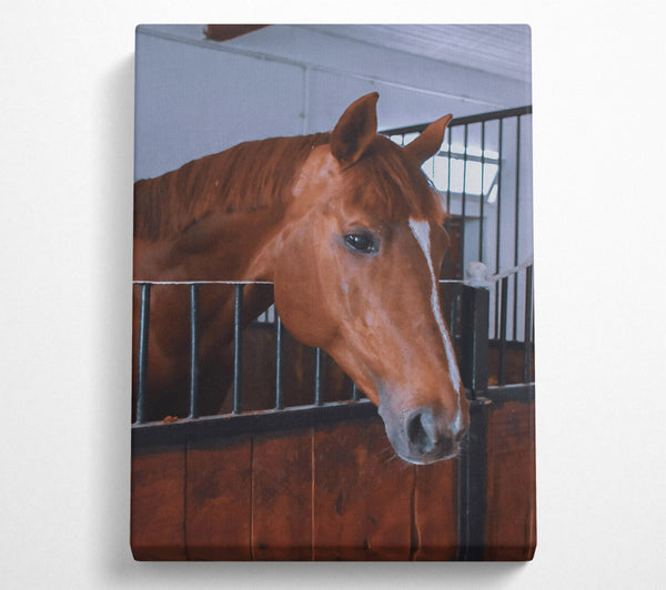  A Canvas Print of Chestnut Horse Stall Canvas Print
